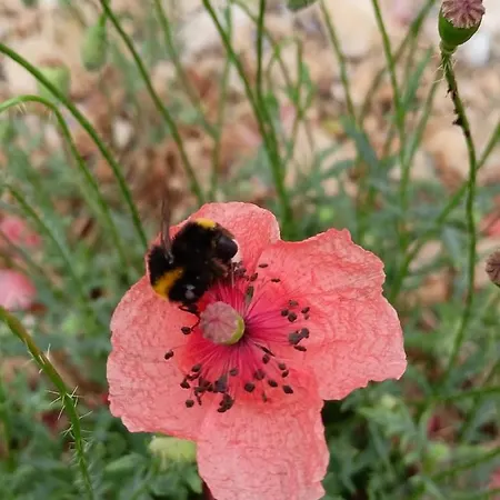 Petit Havre De Paix * Saint-Michel-lʼObservatoire