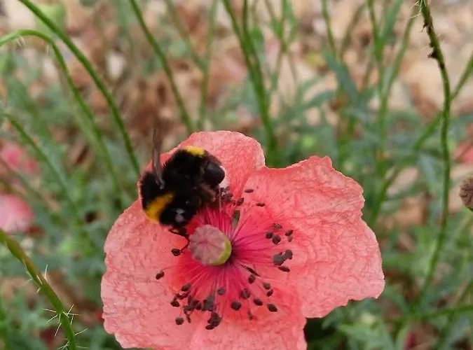 Petit Havre De Paix * Saint-Michel-lʼObservatoire